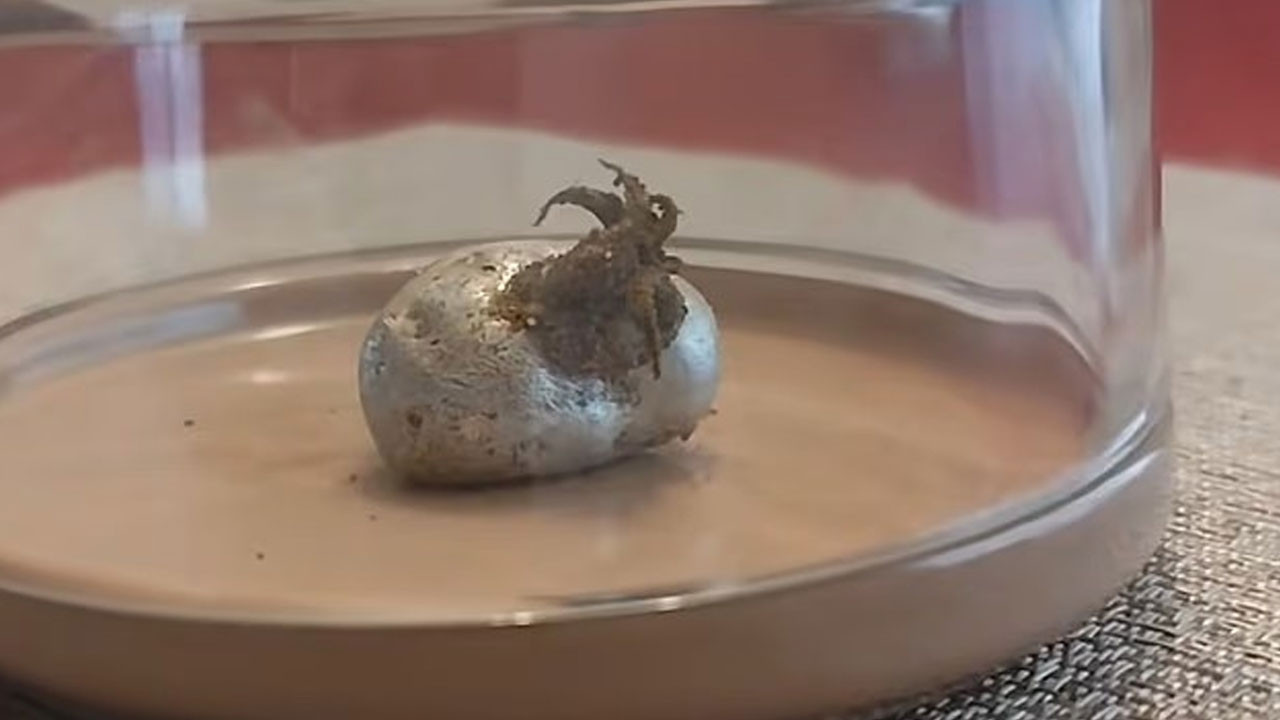 internette yeni gizem goktasindan cikan uzayli videolari tartisiliyor 1REOmhnU