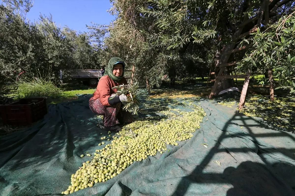 Akhisar’da Zeytin Hasadında Kalite Yükseldi, Rekolte Düşüşte