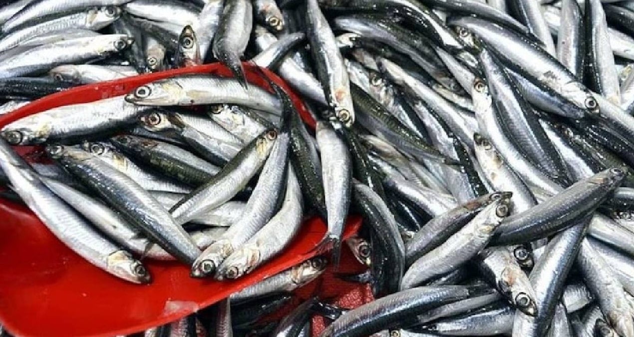 Sinop’ta balıkçı tezgahları doldu: 150 liradan satılıyor