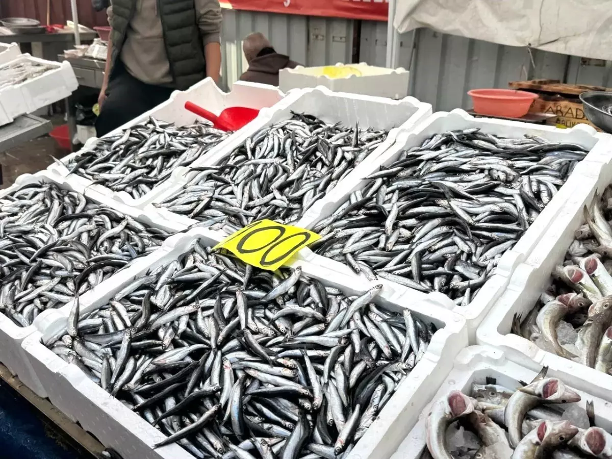 Zonguldak’ta Hamsi 100 Lira