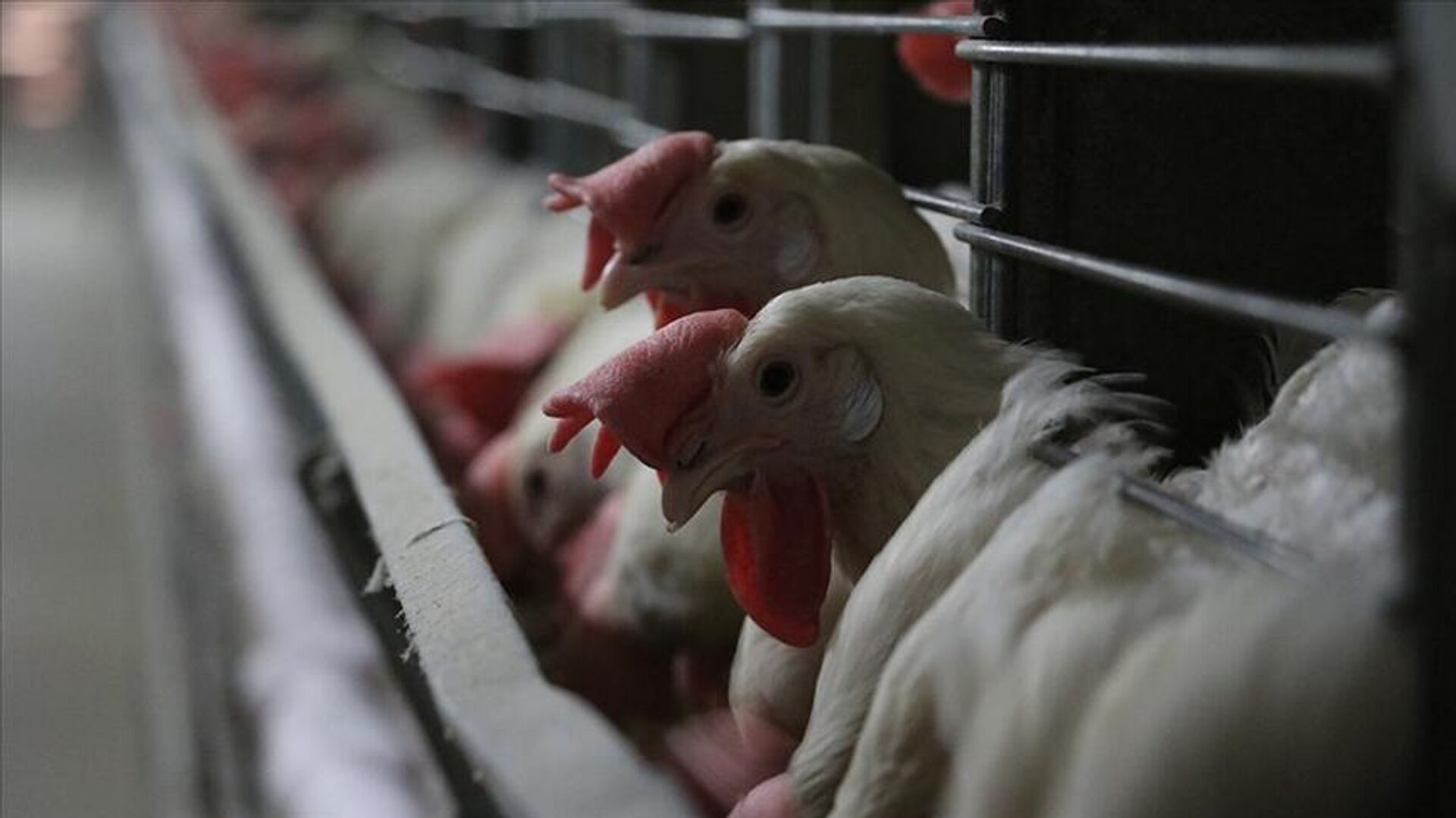 ABD’de H5N5 kuş gribi kaynaklı ilk insan ölümü kaydedildi
