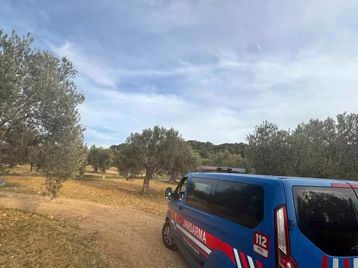 Aliağa’da Zeytin Hasadı Başladı