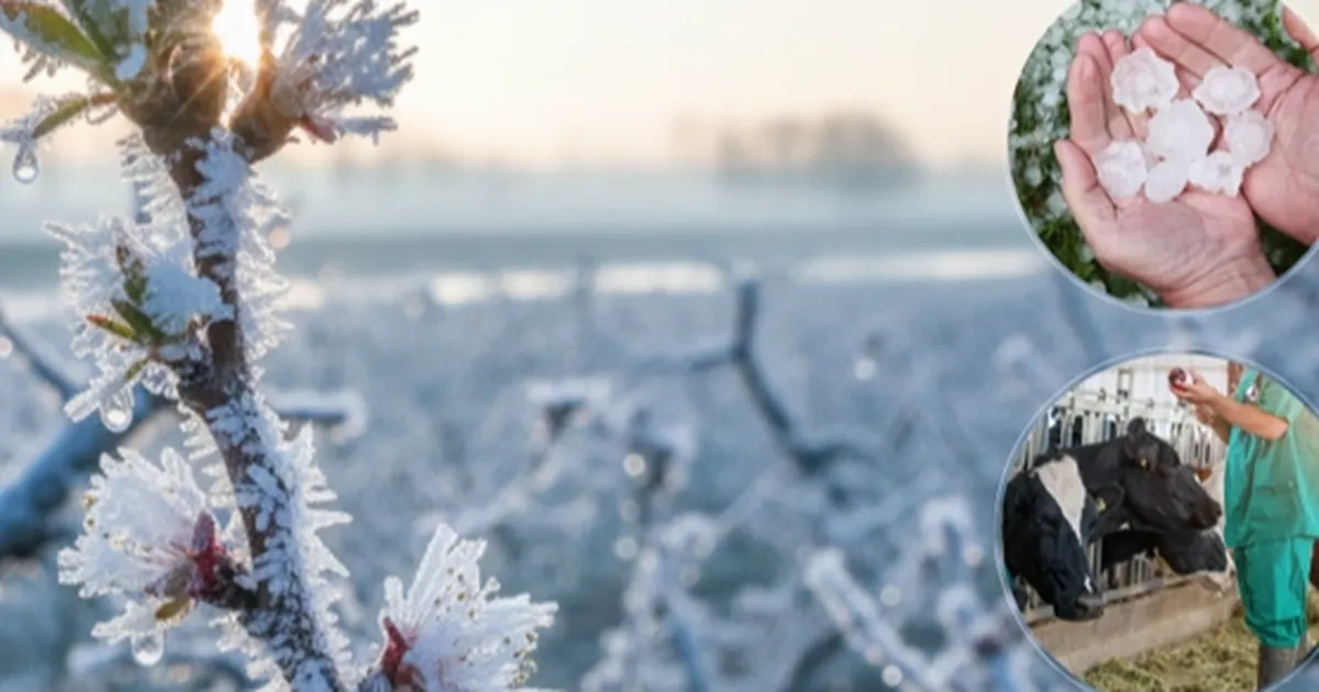 ekimde ureticilere 116 milyar tl hasar tazminati odendi NGqtCMzE.webp