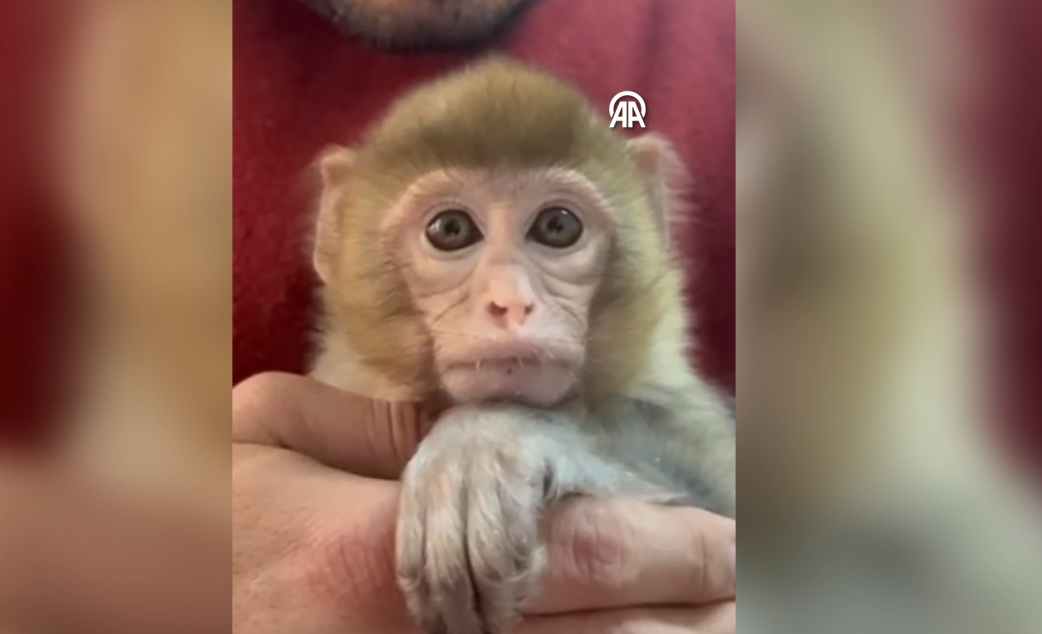 Elazığ’da denetimde ele geçirildi. “Minik bir misafirimiz var”