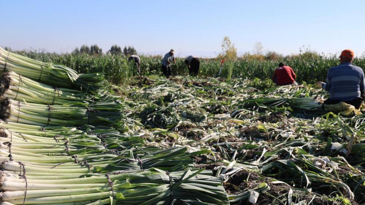 Hasat başladı: Geçen yıl tarlada 30 liraydı, bu yıl 22 lira