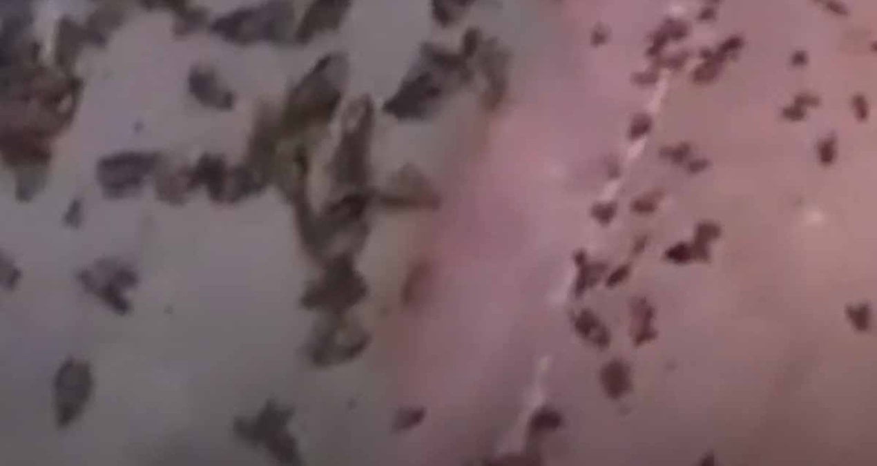 Sokakları devasa böcekler sardı: Dışarıya adım bile atılmıyor ‘Her yer korkunç’