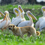 goc-yolundaki-pelikanlar-bursada-mola-verdi-ipSDAIku